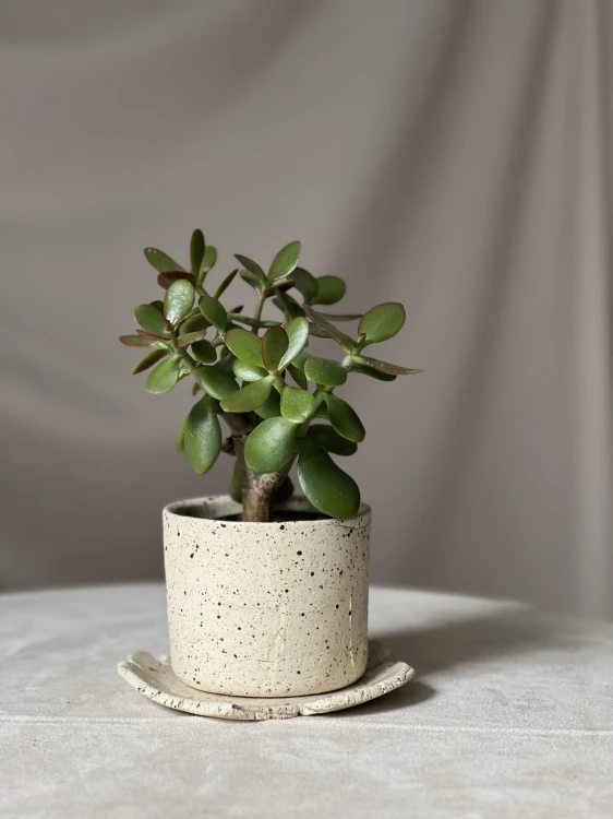 Surowa osłonka ceramiczna beżowa w plamki