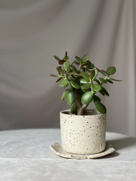 Surowa osłonka ceramiczna beżowa w plamki